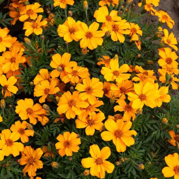 Fleurs - Œillet d'Inde Simple Orange - BIO - face recto